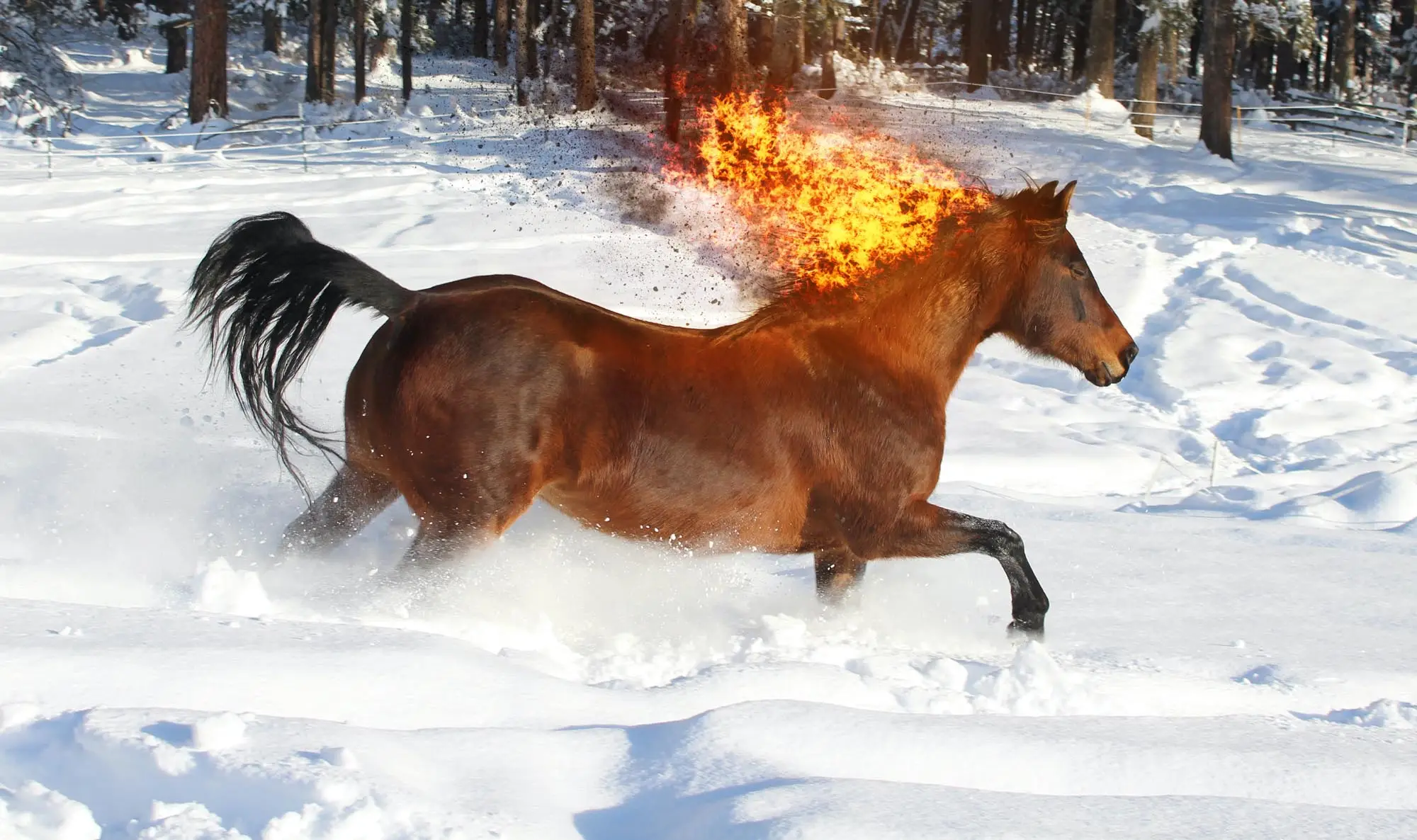 fire-on-horse-copy