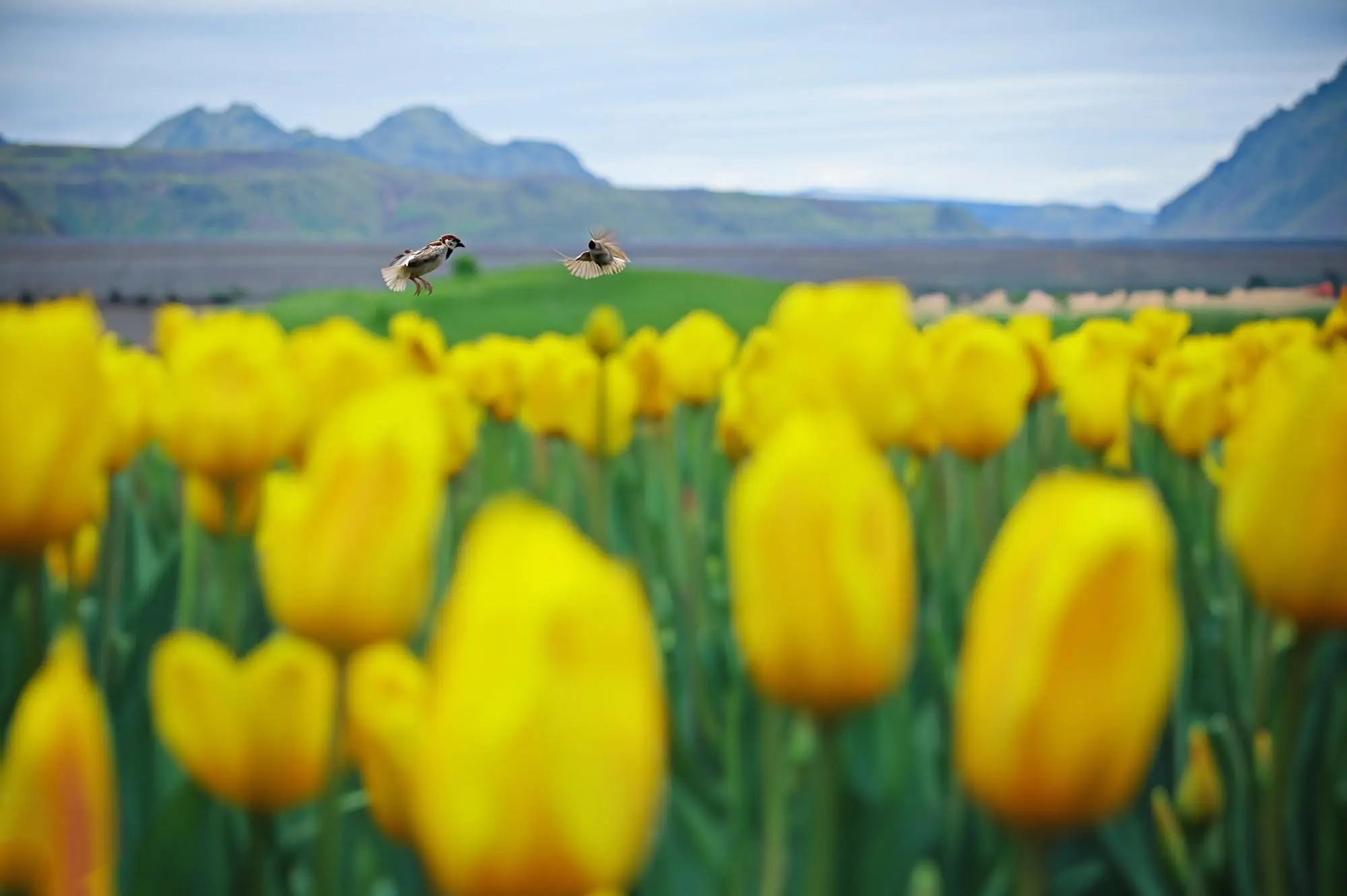 flowers-field