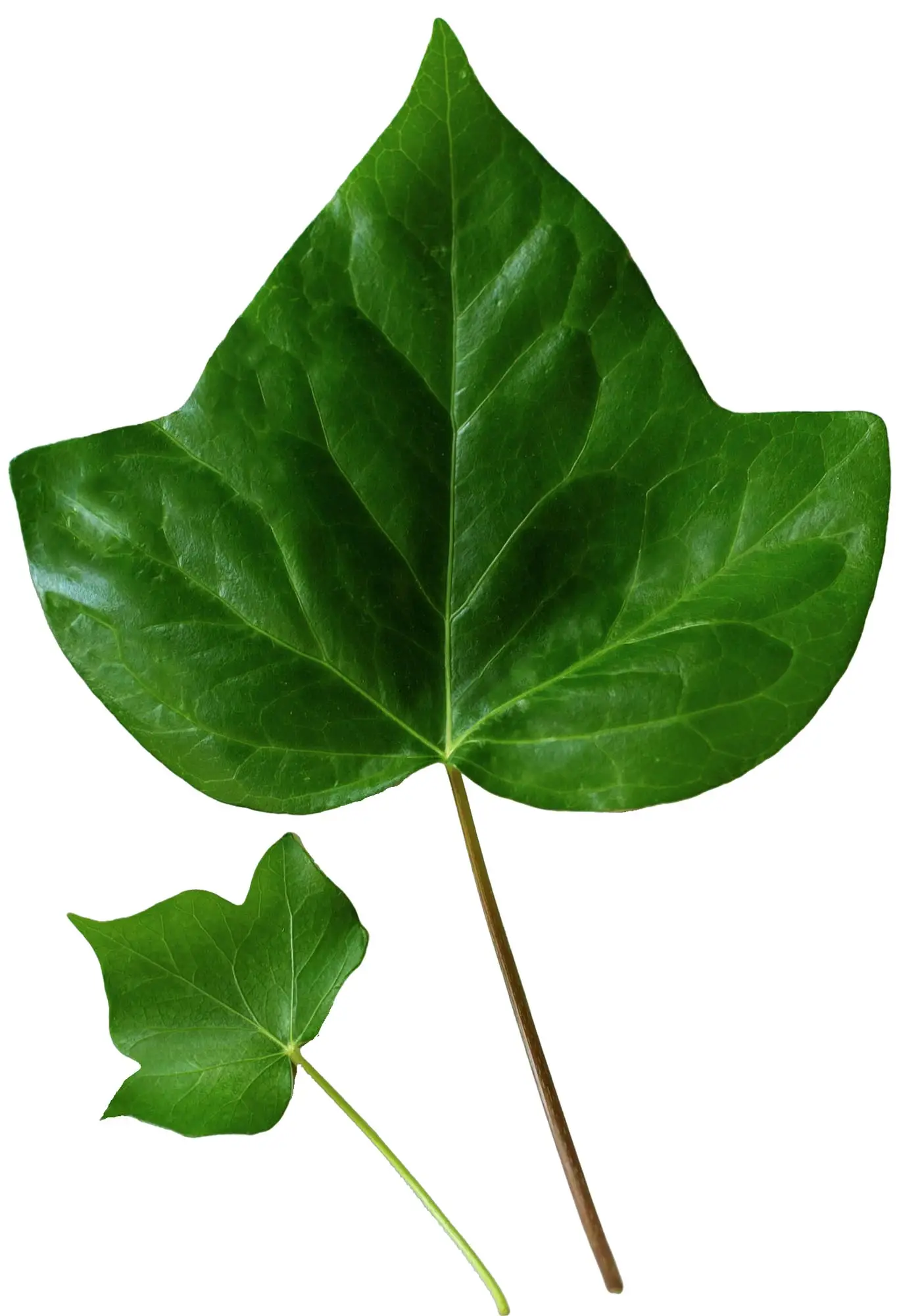 leaves