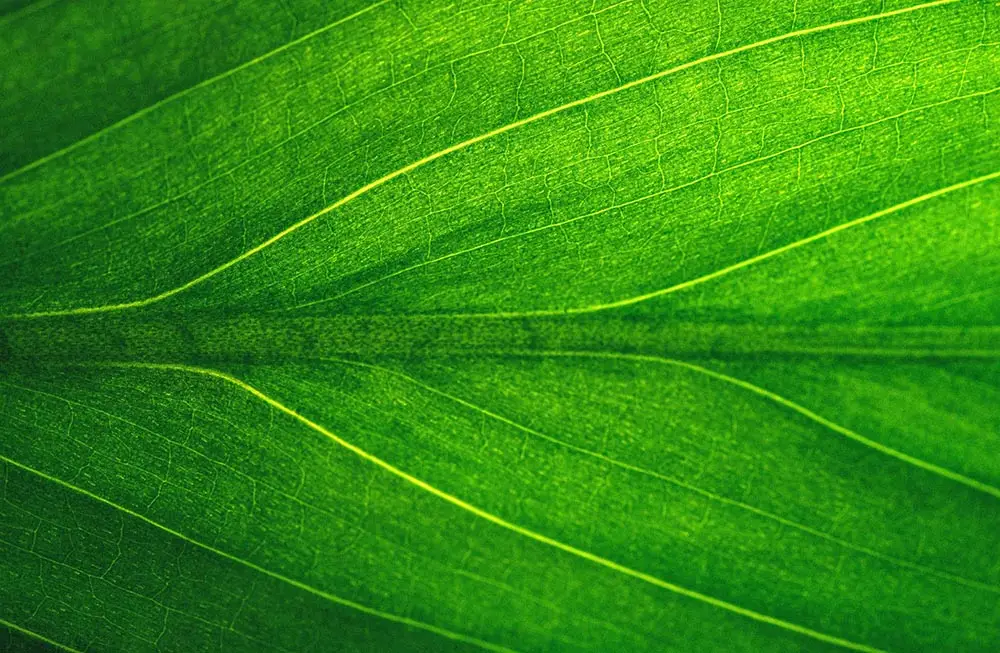 green leaf background