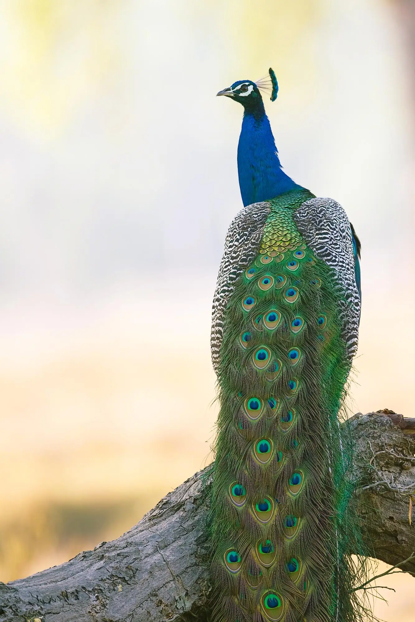 peacock