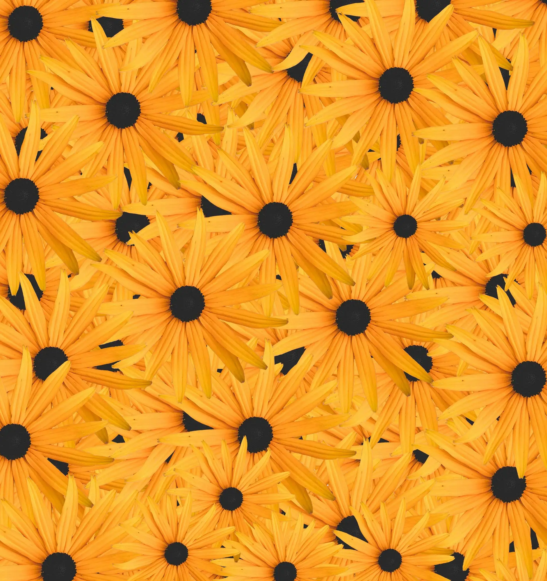 sunflower-background