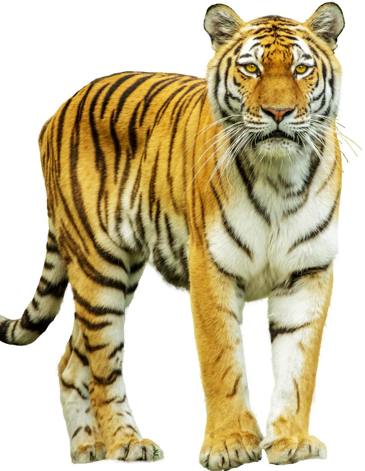 tiger-png