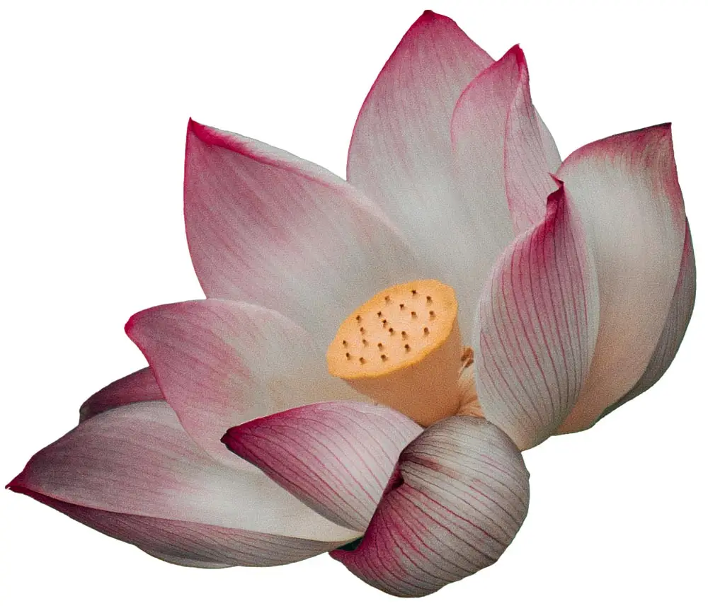 lotus flower