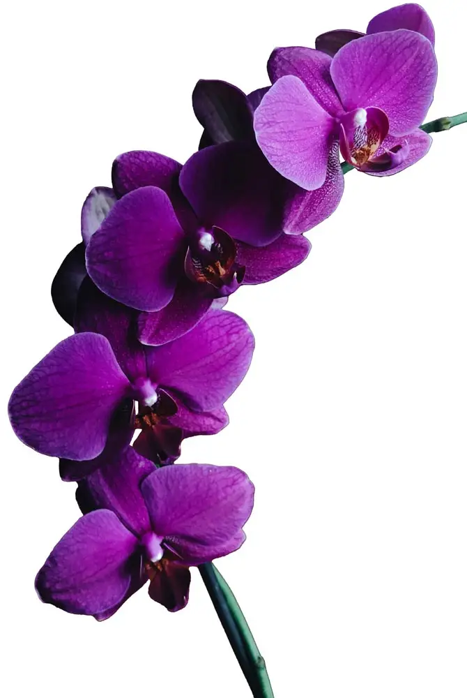 orchid flower