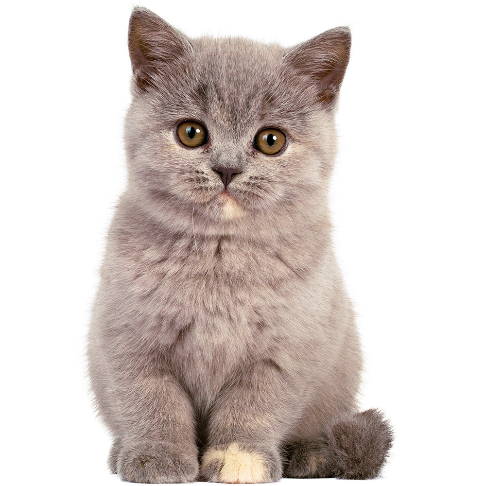 Cute grey kitten sitting with bright eyes and soft fur texture on a clean transparent background.
