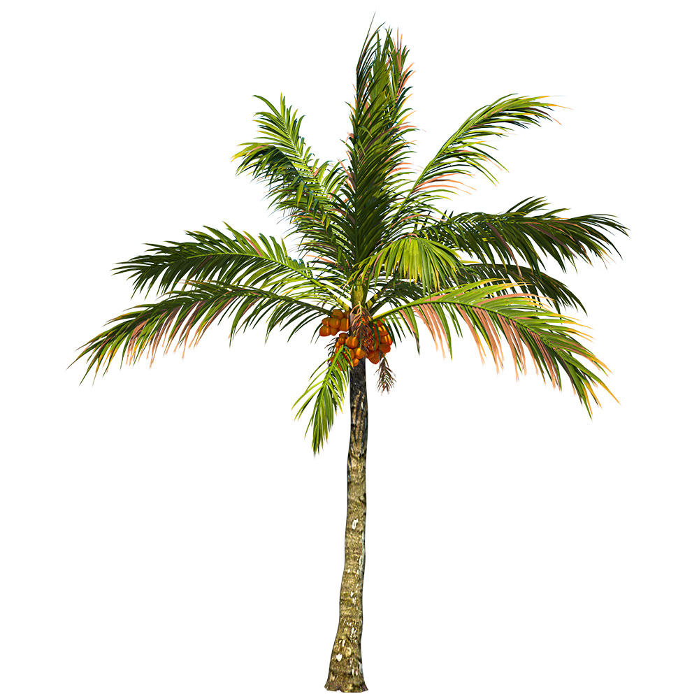 A tall coconut tree with a slender trunk and flowing green palm leaves standing naturally on a transparent background.
