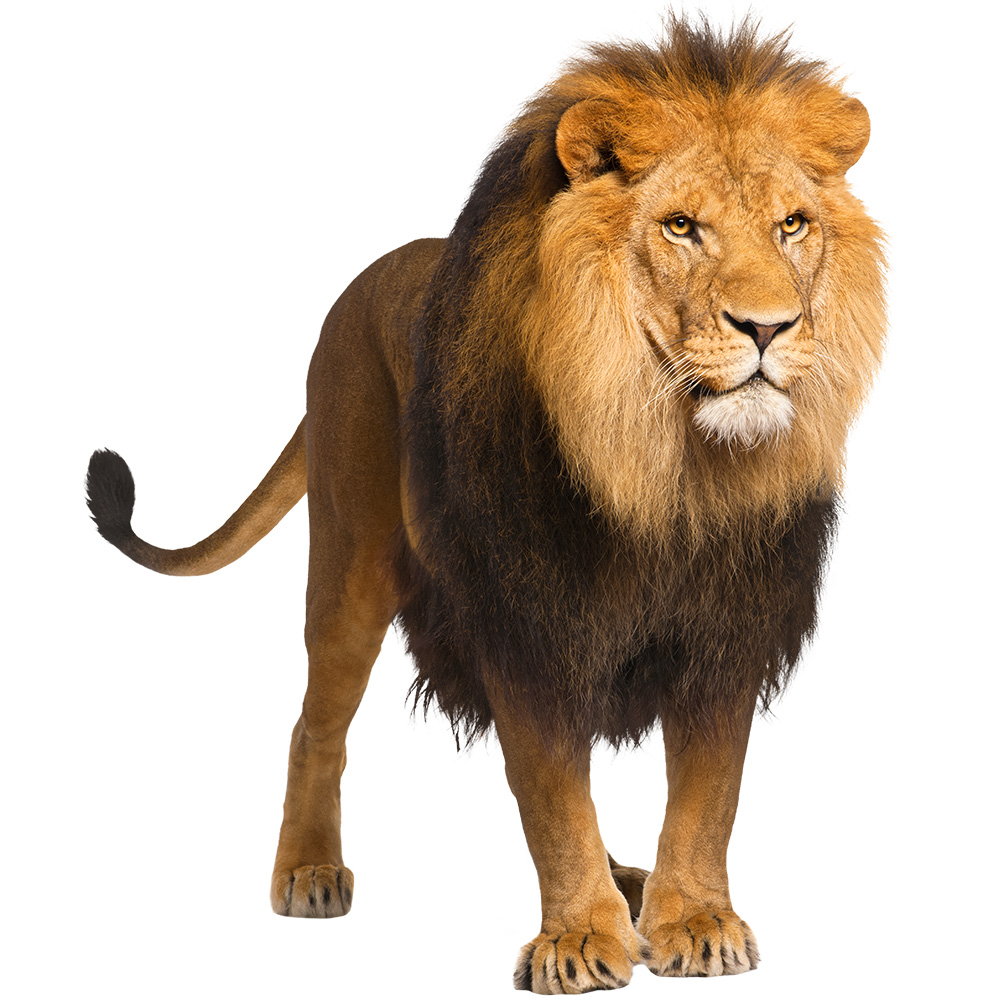 A lifelike golden lion standing calmly with natural fur texture and strong posture on a clean transparent background.