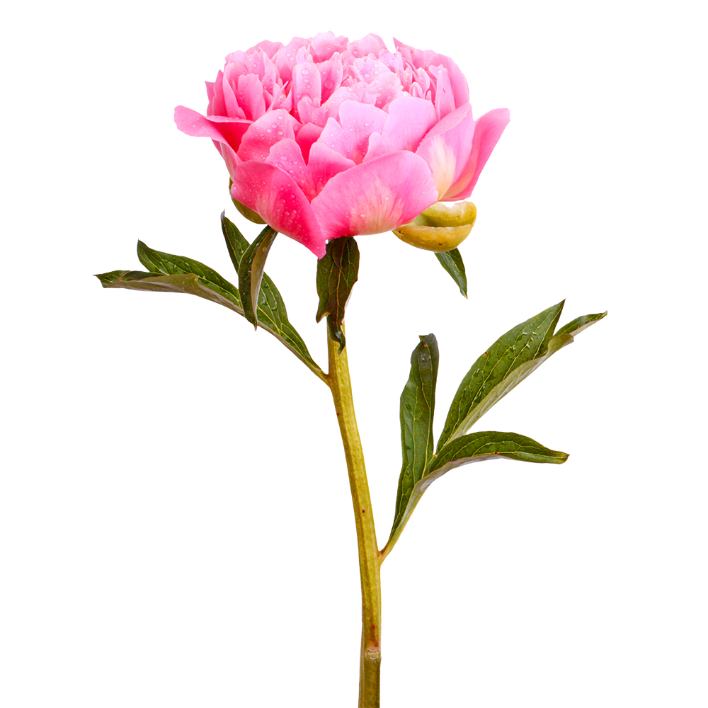 A gentle pink peony bloom featuring layered petals and a fresh green stem, presented cleanly on a transparent background.