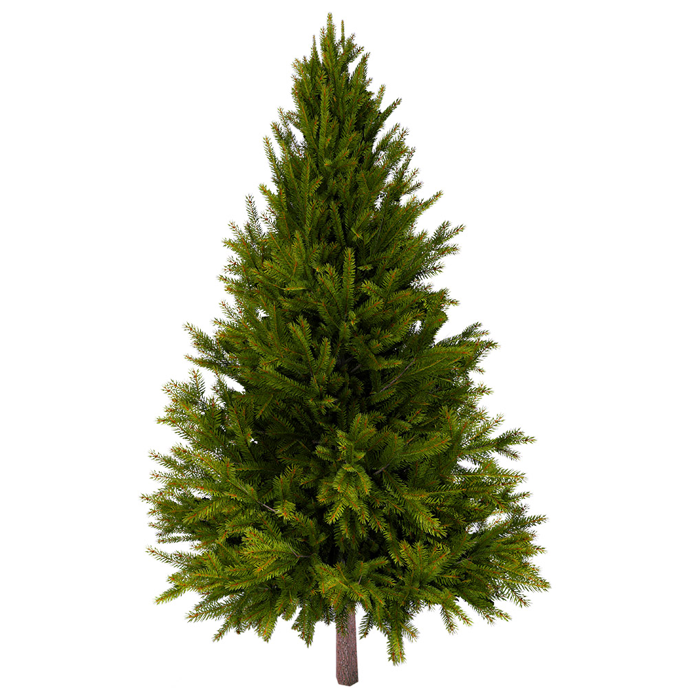 Tall evergreen pine tree with dense green needles and natural forest shape suitable for calm nature themed creative visuals.