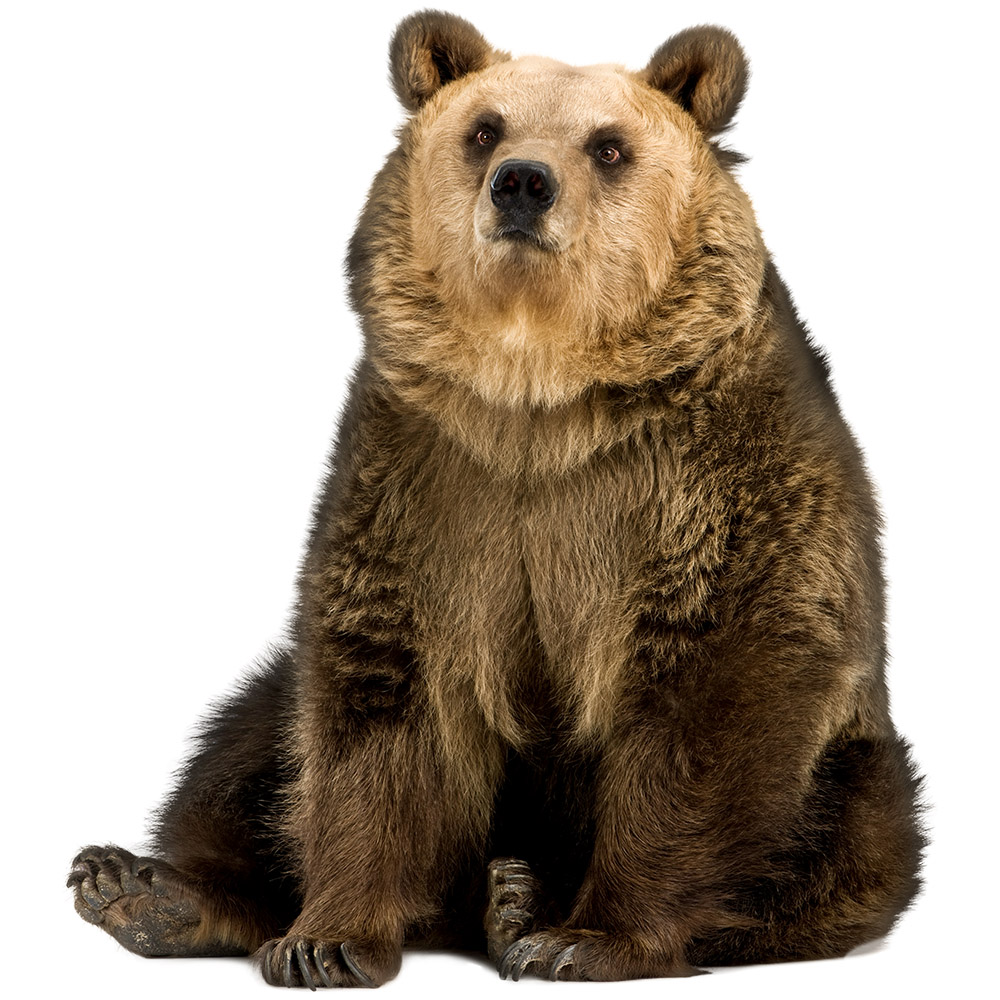 Realistic sitting brown bear image for bold digital designs with soft detailed fur and warm wildlife expression.