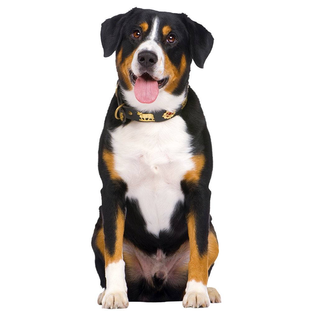 Friendly tricolor dog sitting upright with a happy expression and soft fur detail on a clean transparent background.