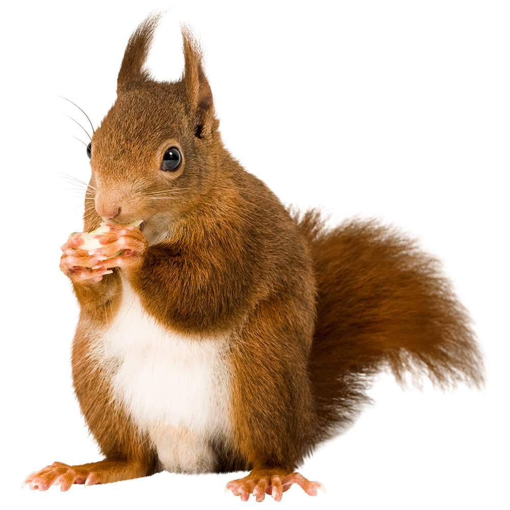 Calm squirrel in a standing pose with bushy tail and soft fur, looking alert on a clear transparent background.