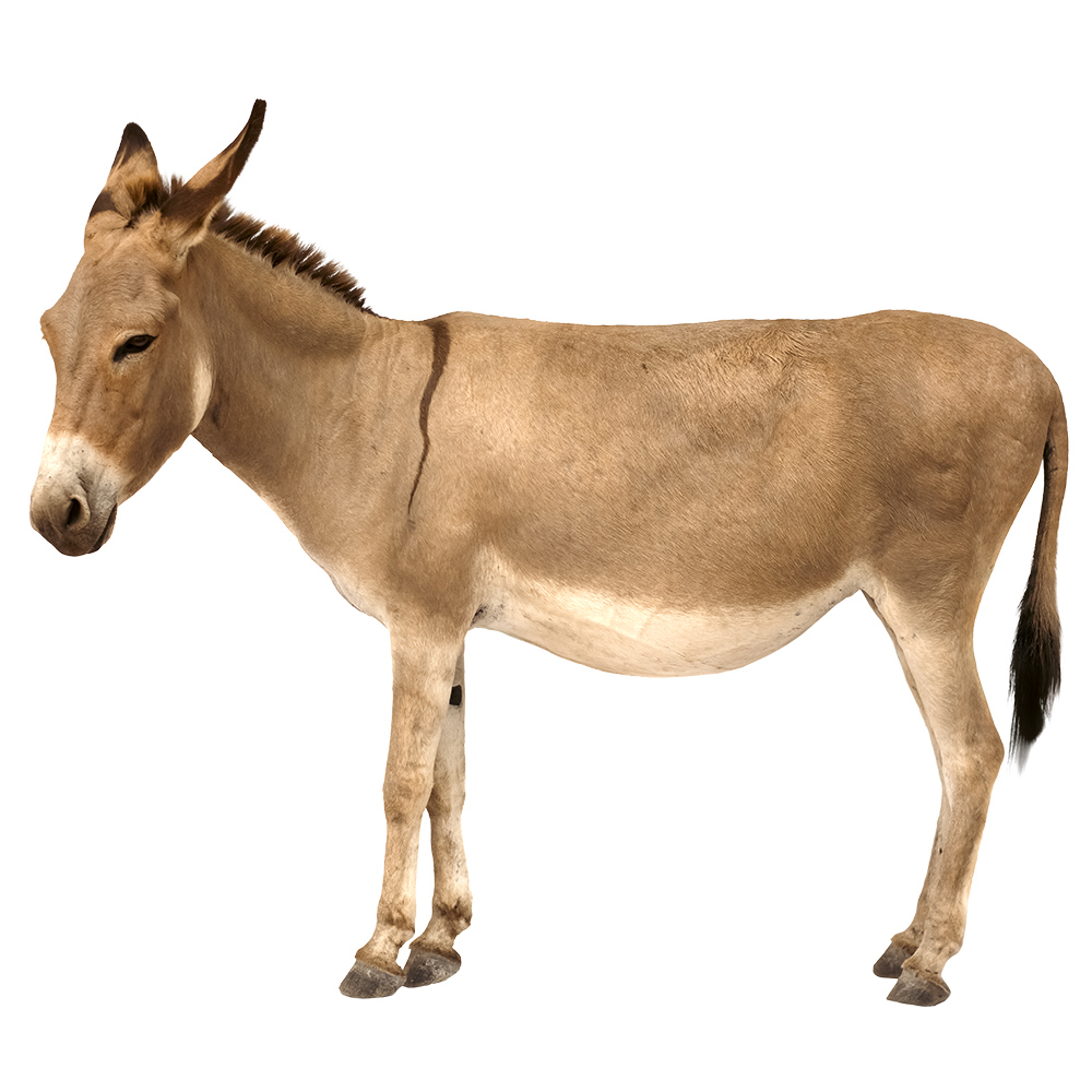 Realistic standing donkey with soft brown fur and gentle posture on a clean transparent background.