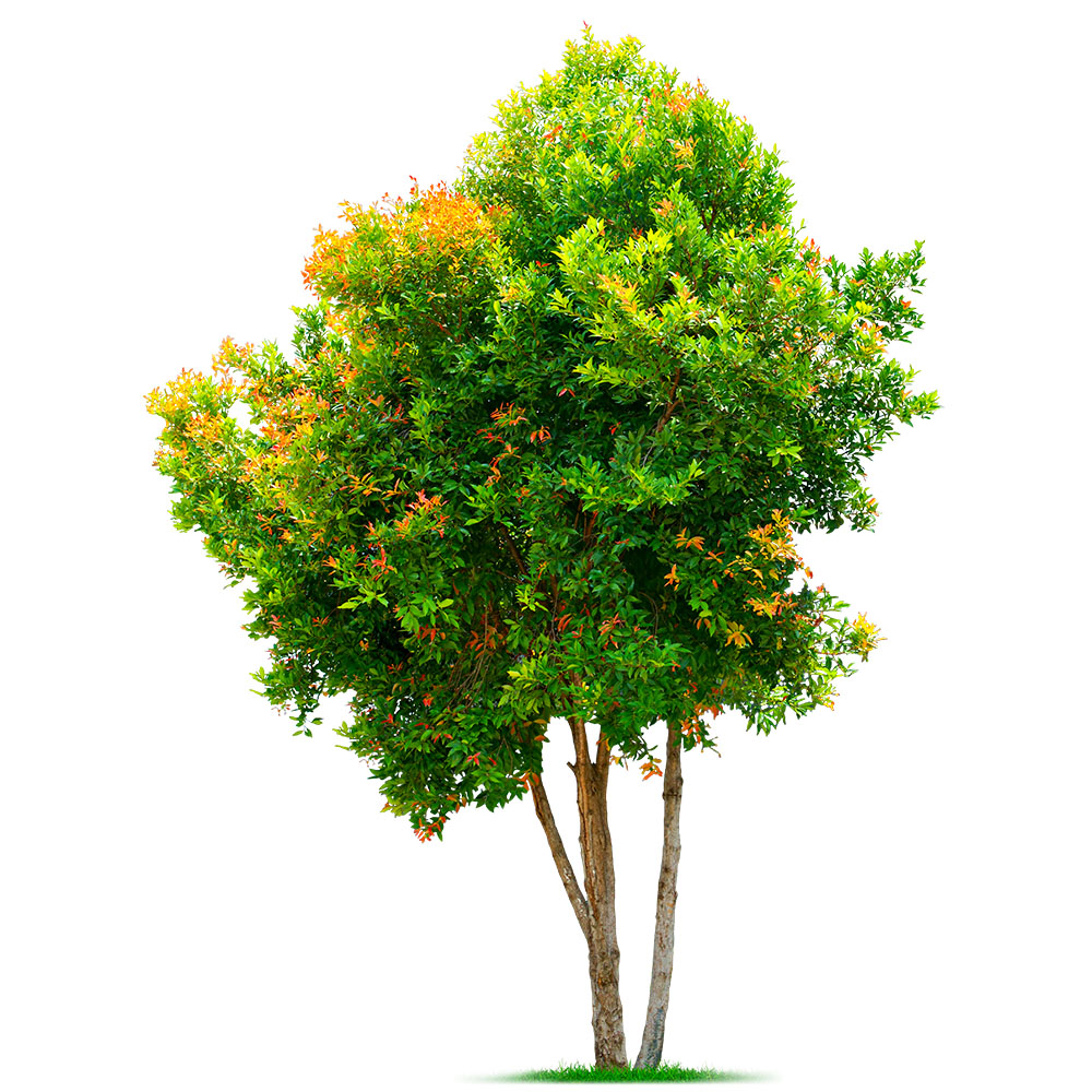 Full leafy summer tree with bright green foliage and natural branching for outdoor and nature themed creative visuals.