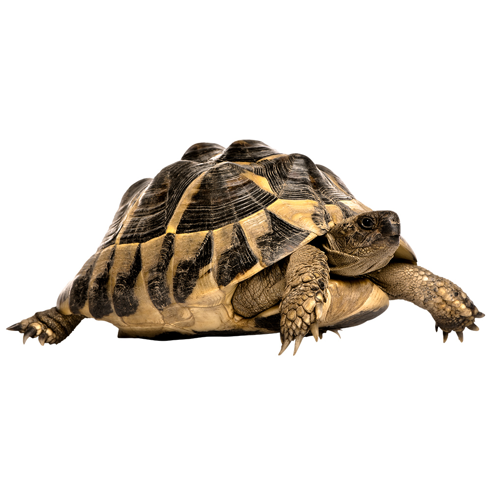 A realistic tortoise with textured shell and relaxed stance, showing calm wildlife character on a transparent background.