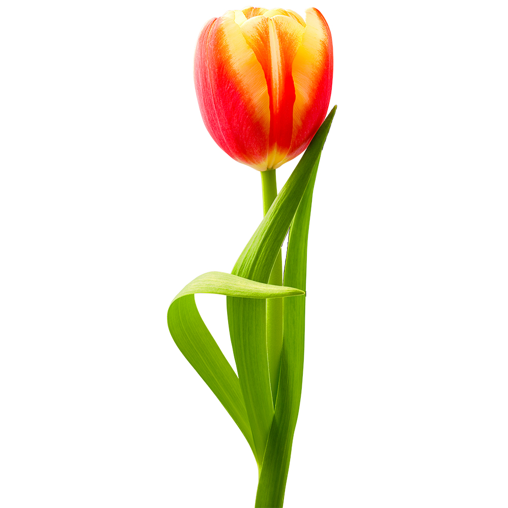 An elegant tulip flower with smooth petals and a tall green stem on a transparent background for calm and soft floral designs.