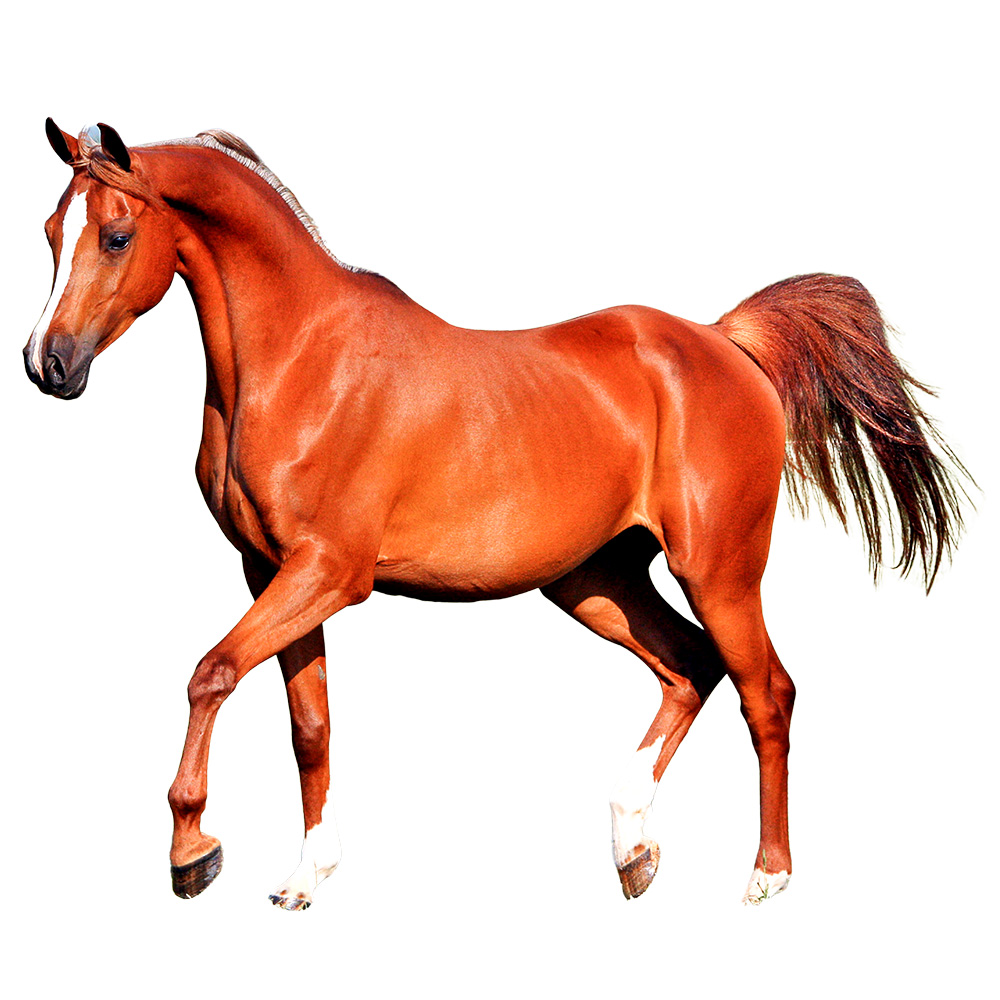 Realistic brown horse in a natural walking pose with flowing mane and lifelike detail on a clean transparent background.