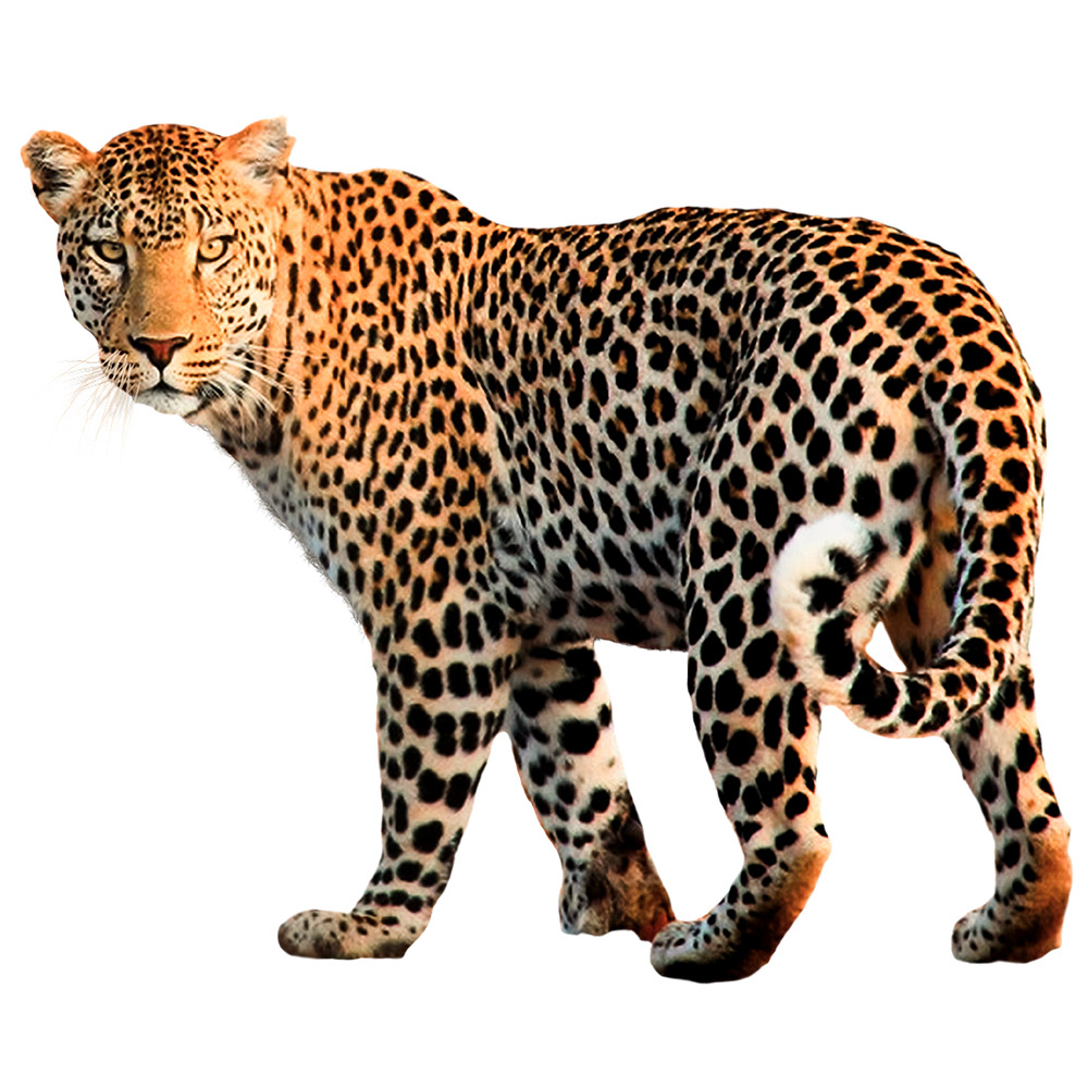 A lifelike leopard standing confidently with detailed spotted fur and natural posture on a clean transparent background.